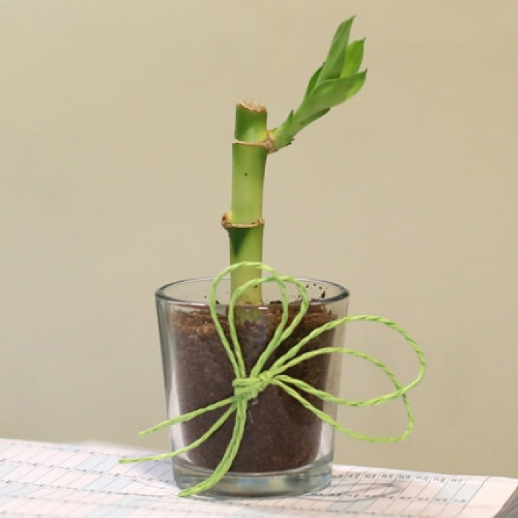 Cute Lucky Bamboo Plant