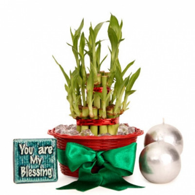 Lucky Bamboo Hamper For You