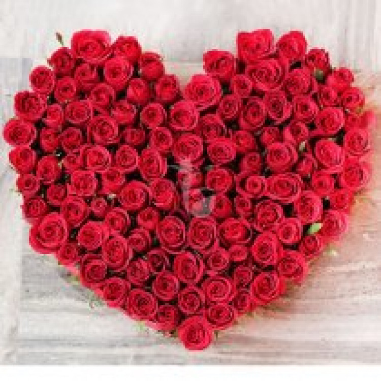Astounding Valentine Roses