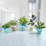 Set of 5 Refreshing Green Plants