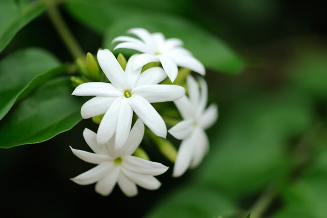 Five Most Sweet Smelling Flowers In India